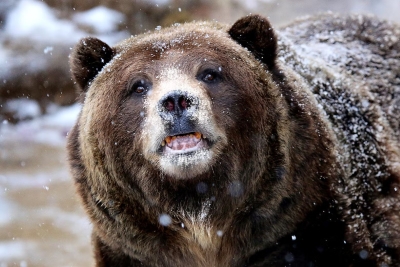 Cocaine Bear